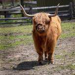 We Love Cattle!-FULL