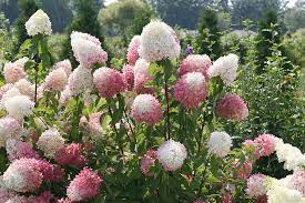 Mahoney S Garden Center The Wondrous World Of Hydrangea Paniculata Hydrangea Paniculata Flower Seeds Hydrangea Flower