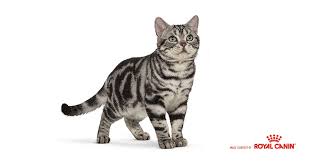 The american shorthair cat breed was selectively bred to fine tune the look and traits of the beloved cat that so many were fond of and by the 1960s, the breed was officially called american shorthair. Cat Breeds Why We Love The American Shorthair Cat Bechewy