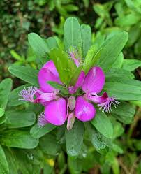 Image result for Polygala myriantha