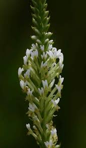 Image result for Hebenstretia angolensis