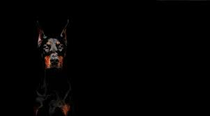 The cheapest offer starts at £10. Home Elite Dobermanns Uk