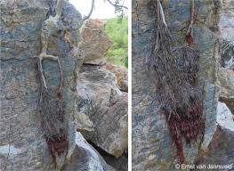 Image result for Ficus tettensis