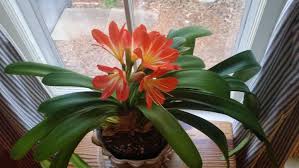 Image result for clivia
