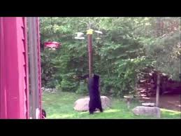 Bird Feeder Pole With Baffle Bear Proof Bird Feeder Pole This Black Bear Is Pretty Persistent And Stays A Long Time Trying To Figure Bird Feeder Poles Bird Feeders Bird Feeder Station