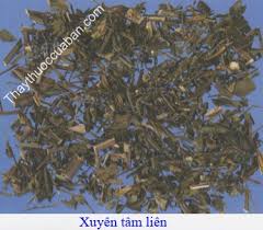 We did not find results for: Xuyen Tam Lien Tac Dá»¥ng Chá»¯a Bá»‡nh Cá»§a Xuyen Tam Lien