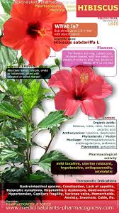 Pin By Tiffany Henderson On Medicinal Plants Herbs Pharmacognosy Hibiscus Herbal Medicine Medicinal Plants