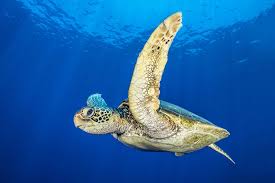 Like several other sea turtle species, the hawksbill is capable of migrating long distances between nesting beaches and foraging. The Hawksbill Turtle Topdive