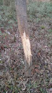 Protecting trees from damage is essential in areas populated with deer. Deer Damage To Trees Wellnitz Tree Care