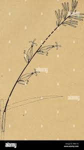 Image result for Schoenoxiphium