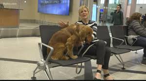 We strive to help homeless pets find homes and help pets stay with their families for their whole lives. China Rescue Dogs Rescue Missions Put On Hold 11alive Com