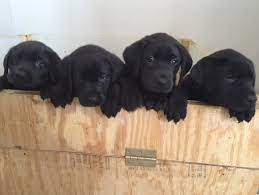 Born april 26th,2021 4 girls & 3 boys they are looking for a good home. Meadowview Kennels Dog Boarding And Dog Kennel