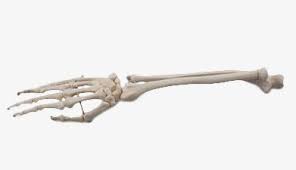 Scary Skeleton Arm Skeleton Arm Scary Arms