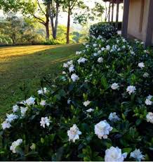 Gardenia Hedge Outdoor Plants Hedges Landscaping Gardenia Plant