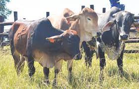 The largest selection of apartments, flats, farms, repossessed property, private property and houses for sale in vryheid by estate agents. Ntabamhlophe Stock Sale Is A Boost For Farmers Northern Natal News