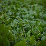 Image result for Caldesia