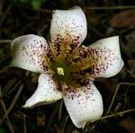 Image result for Rothmannia macrosiphon