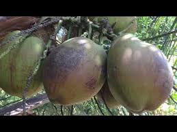 Kelapa tacunan (cocos nucifera) merupakan sejenis varieti kelapa yang popular ditanam di filipina sebagai satu varieti kelapa renek berhasil tinggi. Kelapa Matag Agaclip Make Your Video Clips