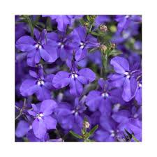 Image result for foto Lobelka