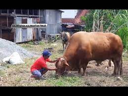 Lembu jantan untuk dijual, sihat, cukup umur boleh jual untuk korban tahun ni. Penampakan Sapi Limosin Bobot 1 2 Ton Dijual Rp 80 Juta Youtube