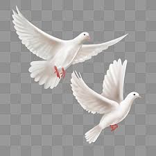 Two Hand Painted White Peace Doves Flying High Two Flying High Pigeon Png Transparent Clipart Image And Psd File For Free Download Dove Flying White Painting Peace Dove