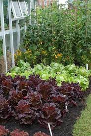 Lettuce Webb S Wonderful Tomato Shirley Red Lettuce Stealth Greenhouse Second Kind Of Red Lettuce Plant La Garden Layout Vegetable Plants Planting Flowers