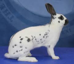 The beveren rabbit is a large breed with mandolin each grade of bucks and does will have a different body weight, which can be from 2 kg to up to 6 kg. Recognized Breeds Arba