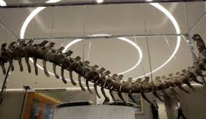 Au Fost Descoperite Urme Ale Unei Specii Noi De Dinozaur Uriaș Carnivor Ce A Trăit Pe Teritoriul Australiei Europa Fm