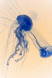 Arfotografie European Photographer Living Her Dreams Jellyfish Art Jellyfish Blue Jellyfish