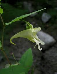 Image result for Impatiens psychadelphoides