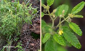 Image result for Corchorus kirkii