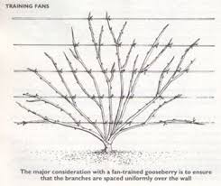 Fan training fruit trees helps you maximise fruit production and minimise harvesting. Pin On Green Outside