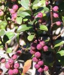 Myrsine Africana Berries Cape Myrtle African Boxwood Mirting S A No 577 2 Trees To Plant Flowers Garden Plants