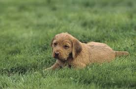 We did not find results for: Griffon Fauve De Bretagne Caractere Et Education Ooreka