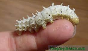 Black And White Striped Caterpillar With Orange Head Samia Cynthia Butterflythe Caterpillars Look Really Pretty When They Are Born They Are Very Small 0 5 Cm And Have A Green Color With A Black Head When The C