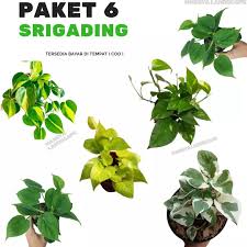 Tanaman ini juga dikenal dengan tampilannya yang cantik lho. Tanaman Hias Sirih Gading Hemat 6 Jenis Tanaman Gantung Srigading Tanaman Merambat Tanaman Menjuntai Tanaman Gantung Lazada Indonesia