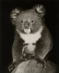 Today The Duke And Duchess Of Sussex Visited Fraser Island Off The Coast Of Queensland Did You Know That The Koala Is The Faun Cute Animals Koala Koala Bear