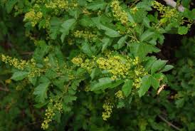 Image result for Searsia pentheri