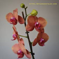 The spike usually emerges from in between an orchid's leaves or from an orchid's crown. How To Train The Orchids For Indoor Space My Garden Tales