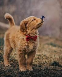 Discovery Dogphotography Sevimli Hayvan Yavrulari Sevimli Kopek Yavrulari Hayvan