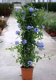 The best flower delivery services for every occasion (that you can order online). 26 Best Flowers For Florida In 2021 Container Gardening Flowers Amazing Flowers Florida Plants