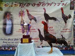 Syarat Ayam Aduan Untuk Menjadi Juara Ayam Juara Asli