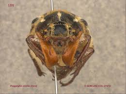 Image result for Polystachya cribbiana