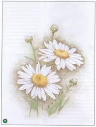 Blumen Bilder Gemalt Bleistift Laden sie diese kostenlose vektor zu reizende hand gezeichnete tropische blumensammlung und entdecken sie mehr als 9m professionelle grafikressourcen auf freepik. blumen bilder gemalt bleistift
