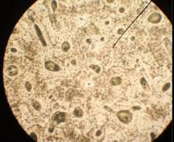 Osteocytes Bone Cells Star Shape Holiday Decor Cell