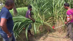 Its scientific name is pennisetum purpureum. Super Napier Being Harvested With Honda Brush Cutter Youtube