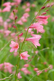 Image result for Tritonia