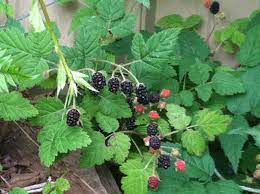 The most familiar of all local wild berries probably is the himalayan blackberry. Wild Blackberries Just Starting To Ripen Flora Fauna Washington State Flora