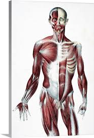 A detailed diagram showing bones, muscles, tendons and ligaments. Front Of The Male Human Body Showing Muscles Sinews And Bones 1837 Wall Art Canvas Prints Framed Prints Wall Peels Great Big Canvas