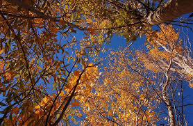 El otoño argentino se deja ver con la caída de las hojas que se tornan de colores rojos, naranjas y con el invierno argentino, las temperaturas bajan varios grados bajo cero en zonas como tierra del. Equinoccio De Otono Cuando Y A Que Hora Sera En Argentina Diario Panorama Movil